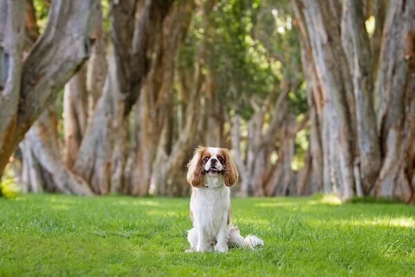 Pets Park